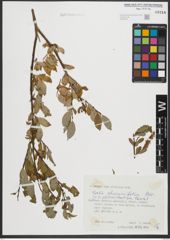 Foto von Salix rhamnifolia Pall.